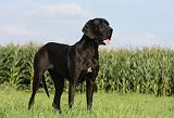 DOGUE ALLEMAND 322